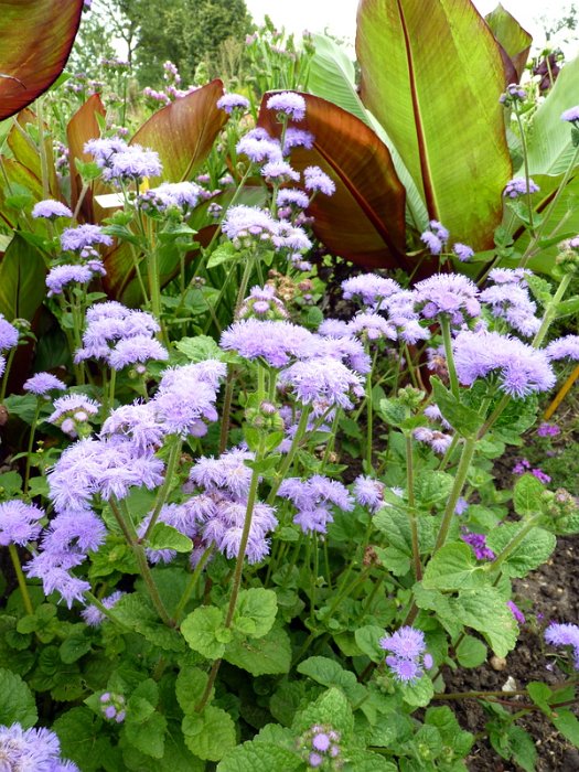 Ageratum houstonianum 'Blue Horizon'